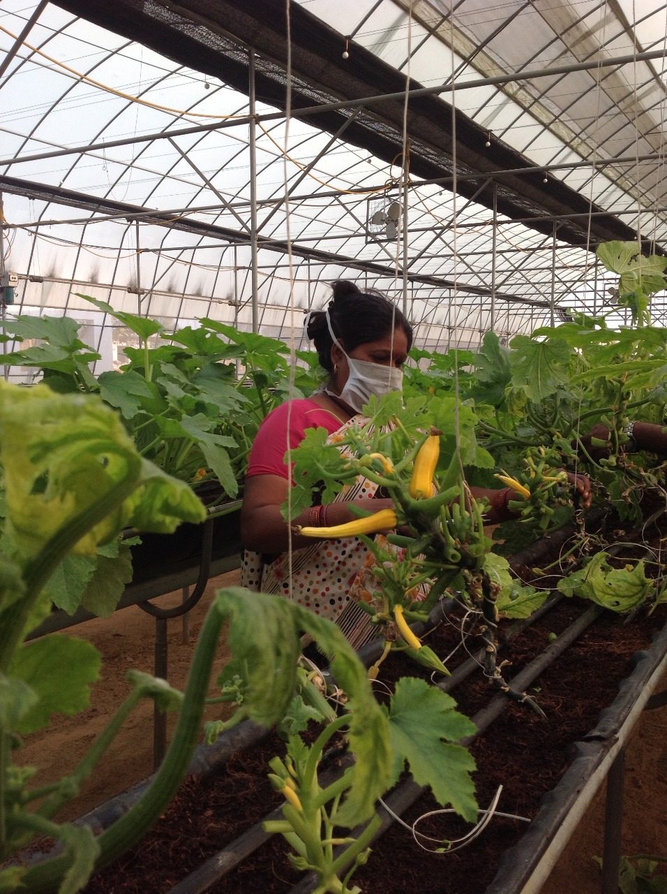 Organic Vegetables